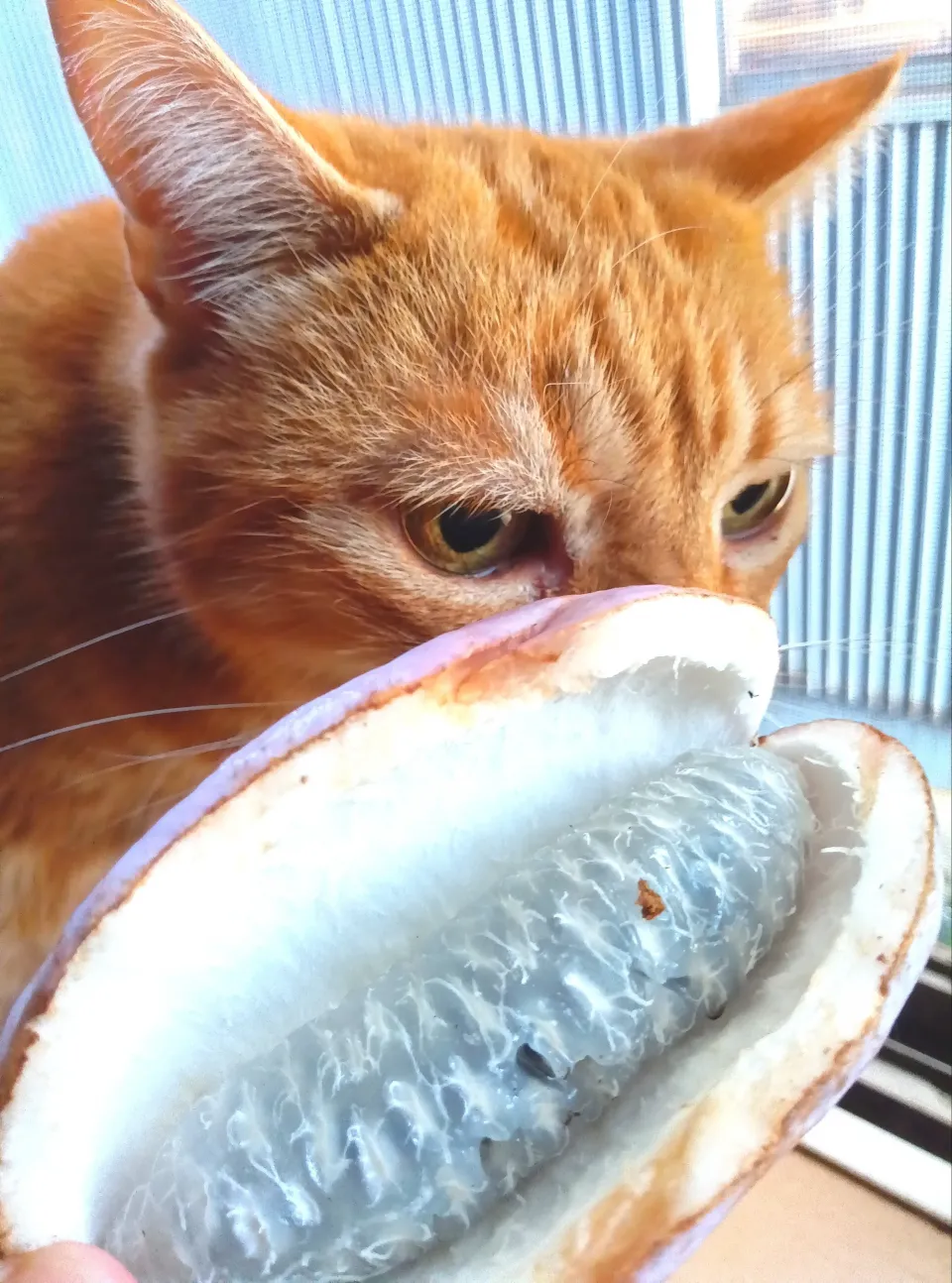 山の幸、アケビ😽食べるとこ少ない|さくらんぼさん