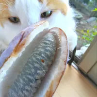 山の幸アケビ、優しい甘さ。|さくらんぼさん