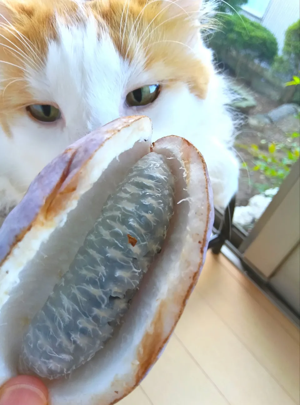 山の幸アケビ、優しい甘さ。|さくらんぼさん