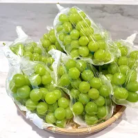 Shine Muscut|sirakorn owadaさん