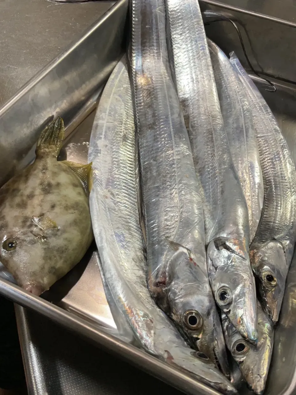 船釣り|タマ三郎さん