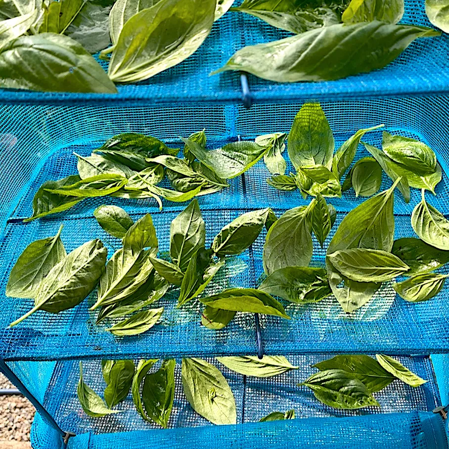 バジル収穫🌱|akkoさん