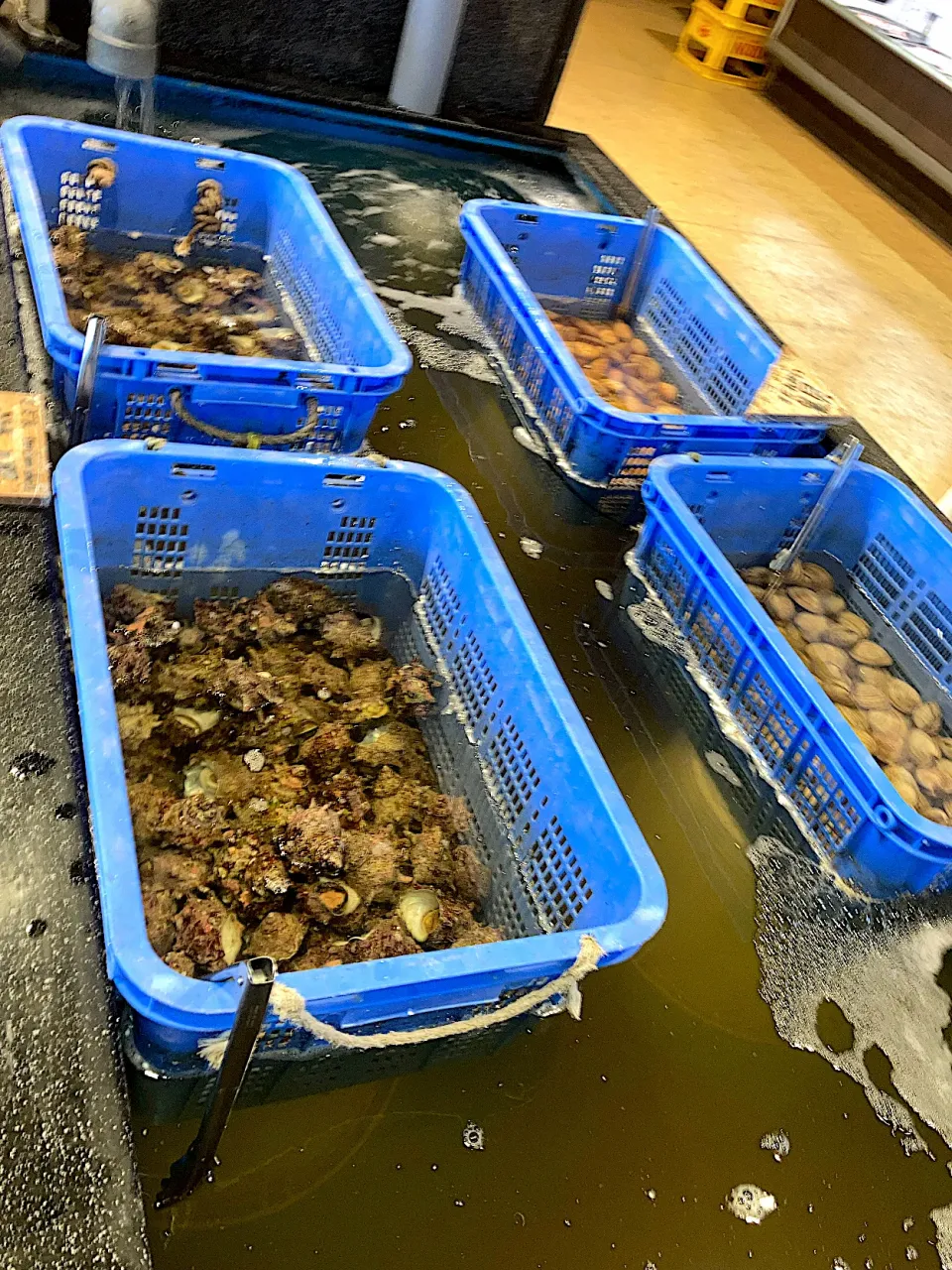 今日の昼ご飯⑤  生簀の貝も食べ放題です|なびさん