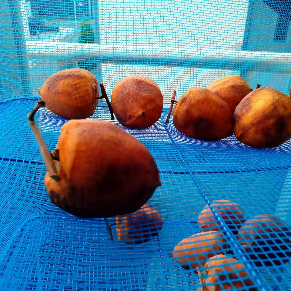 干し柿　11月2日 5日目|よっちびやばんぶーさん