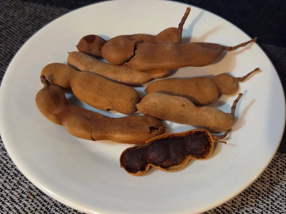 タマリンド|Tomoさん