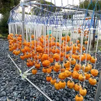 今年も干し柿の季節です💖|つるひめさん