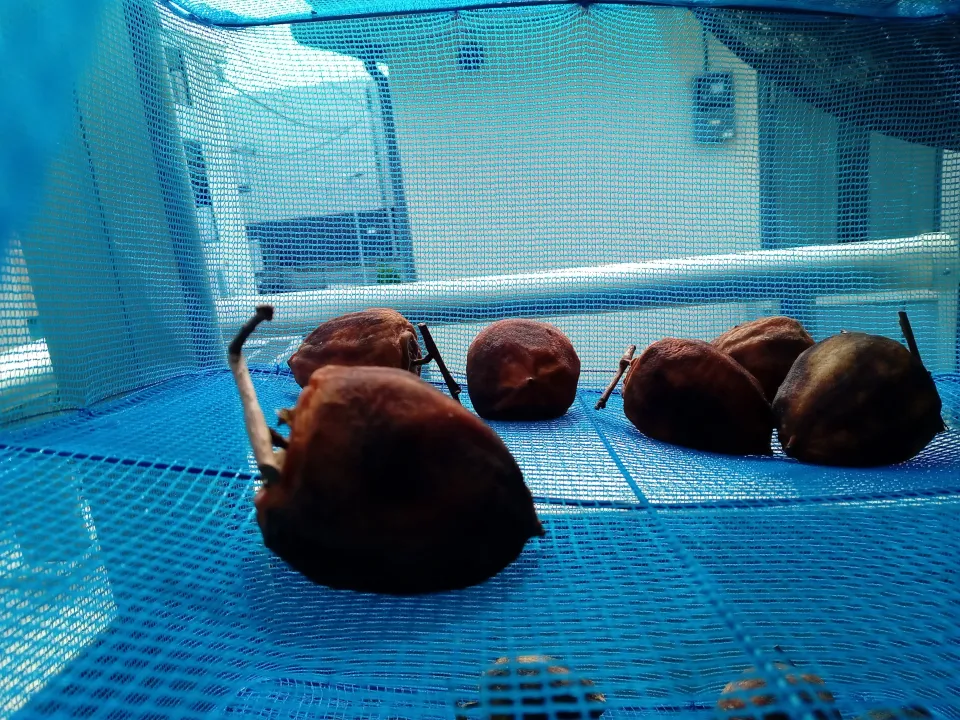 干し柿　10月29日夜から始めたので今日11月5日で8日目|よっちびやばんぶーさん