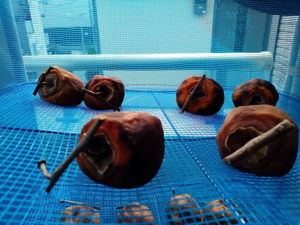 干し柿　10月29日夜から始めたので今日11月5日で8日目　上の段|よっちびやばんぶーさん