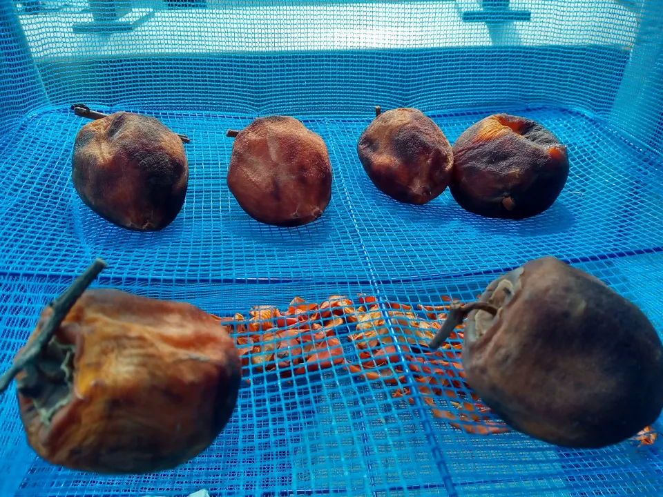 干し柿　10月29日夜から始めたので今日11月5日で8日目　下の段|よっちびやばんぶーさん