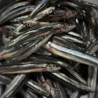 キビナゴ|堀川 あかしさん