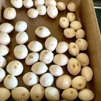 銀杏ころころ♡