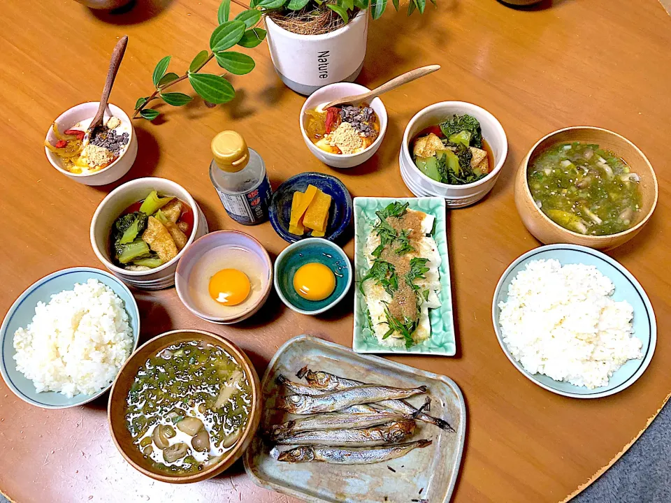 朝産み卵🥚で卵かけご飯🎵|さくたえさん