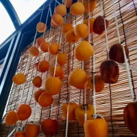 干し柿第4弾と第5段|タマ三郎さん