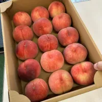 trip fruits|megoodさん