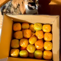 和歌山柿|タマ三郎さん