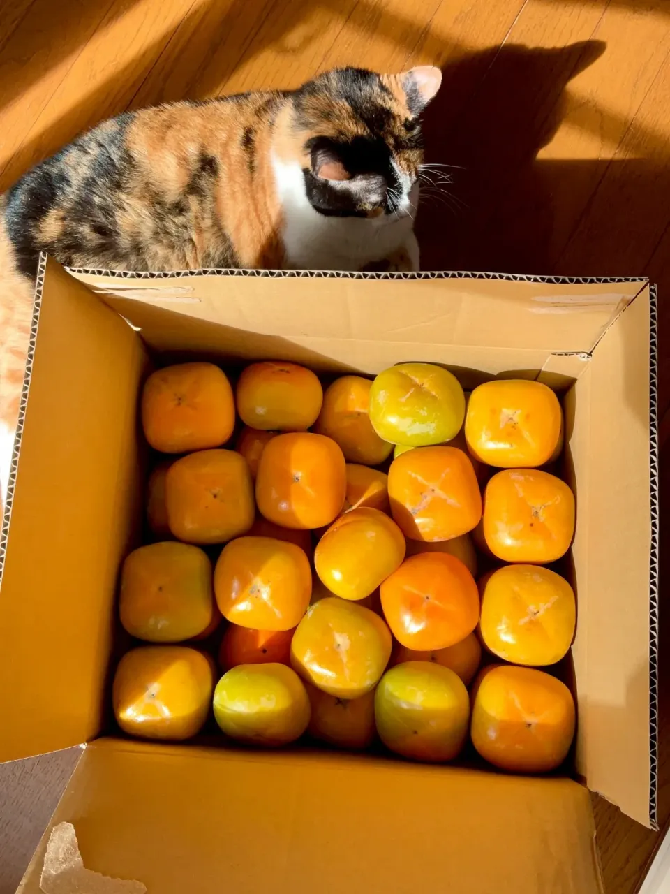 和歌山柿|タマ三郎さん