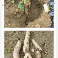 長芋の収穫🧺|みよぱさん