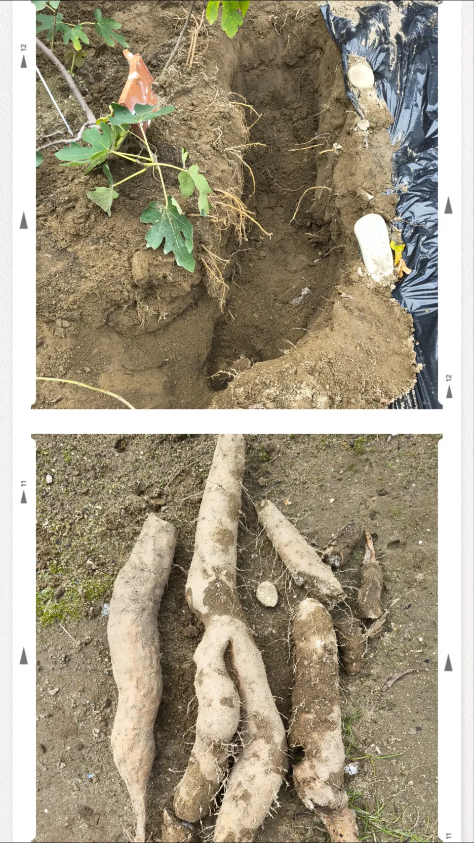 長芋の収穫🧺|みよぱさん