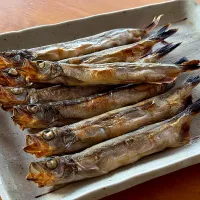 ししゃも(オス)|かすべえ!さん