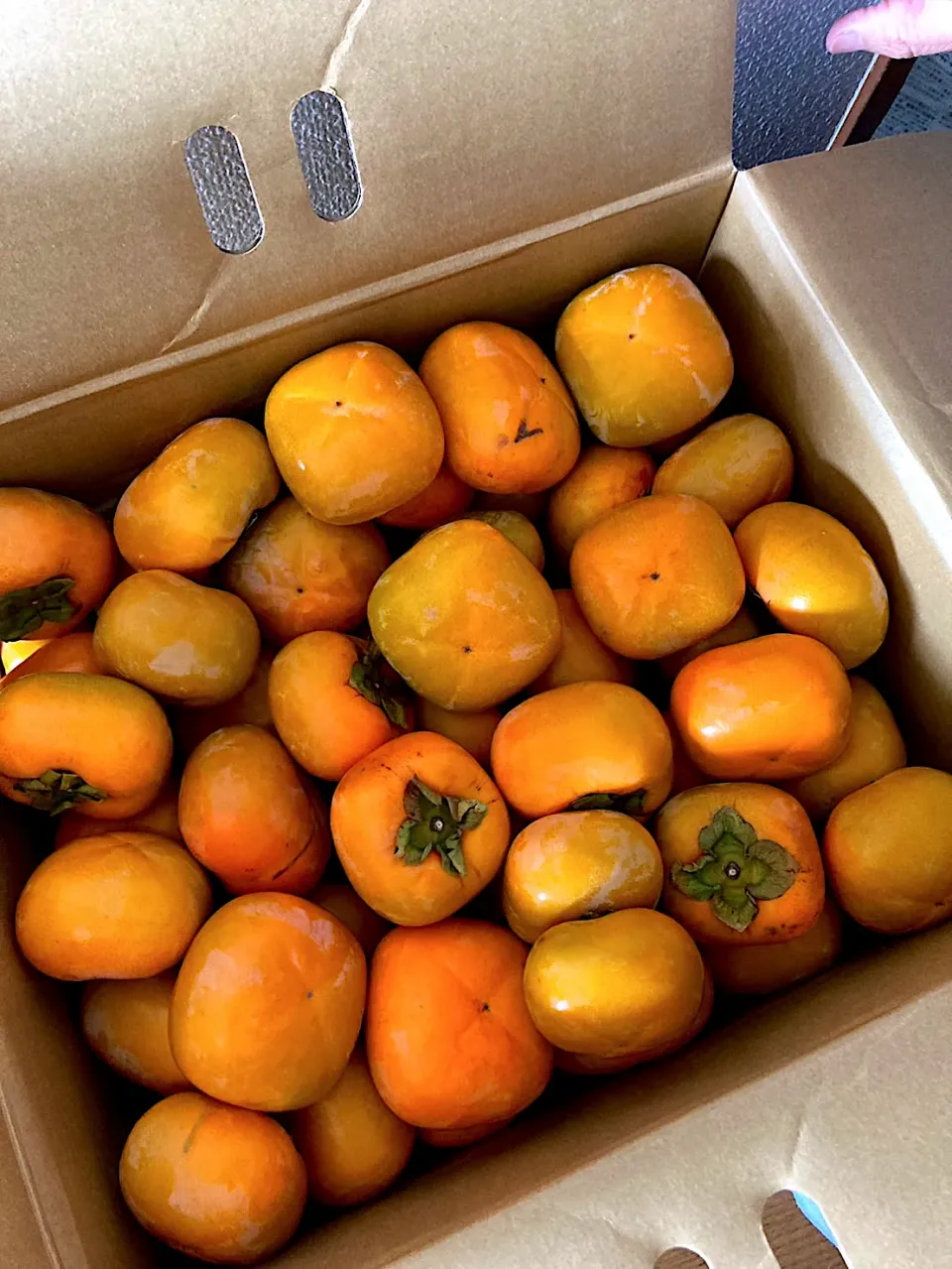 山ほどの種なし平柿 多分100個以上ある もちろん無料の合わせ柿 和歌山のお友達からの毎年恒例の贈り物|🐈⸒⸒⸒⸒つるのダンス🐈🐾さん