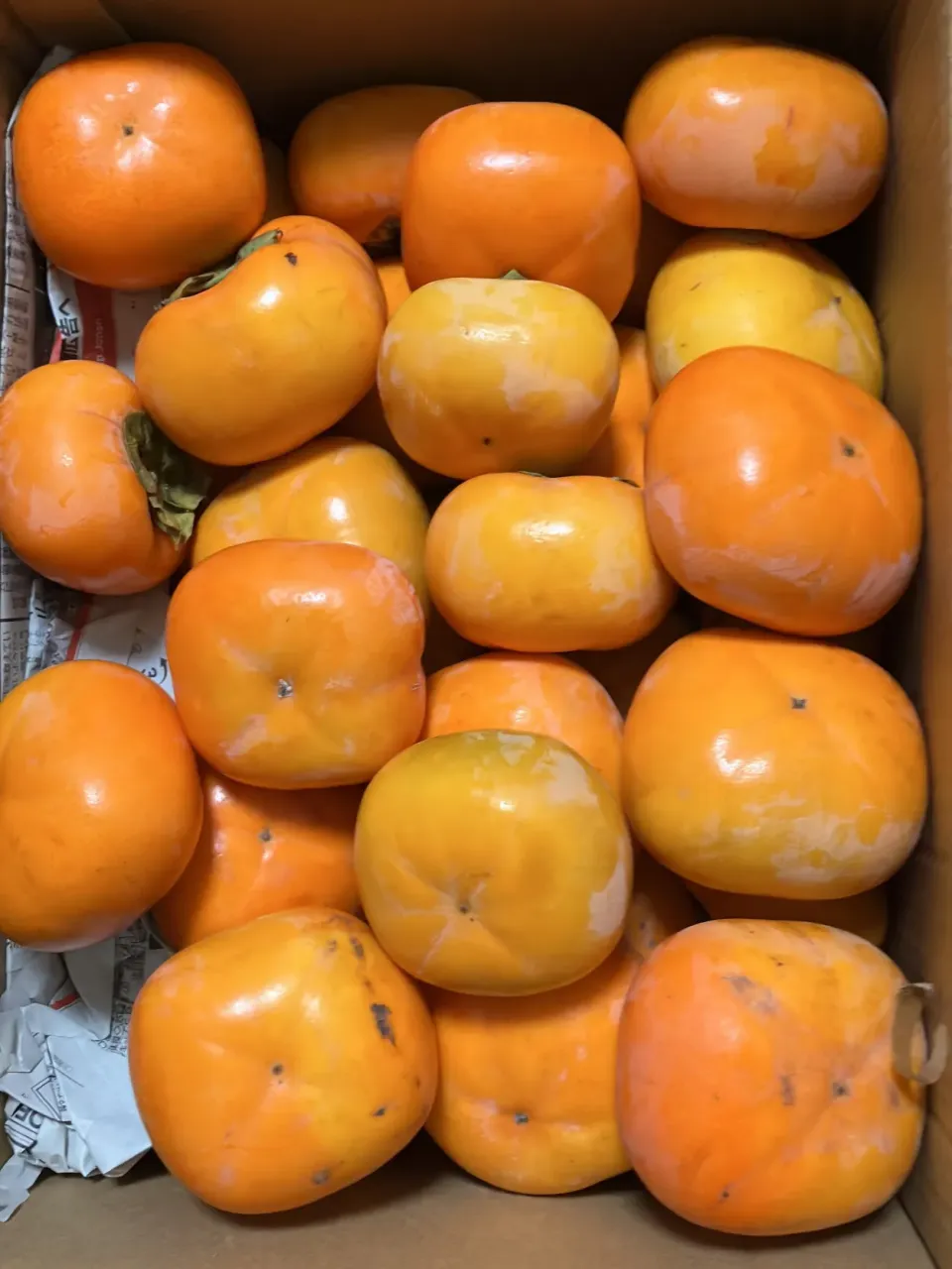 今期最後の刀根早生と核無平柿 和歌山県のお友達からの贈り物 多分50個位ある|🐈⸒⸒⸒⸒つるのダンス🐈🐾さん