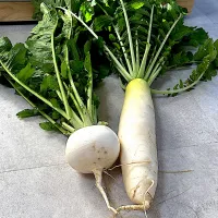 蕪と大根|みゆぞうさん