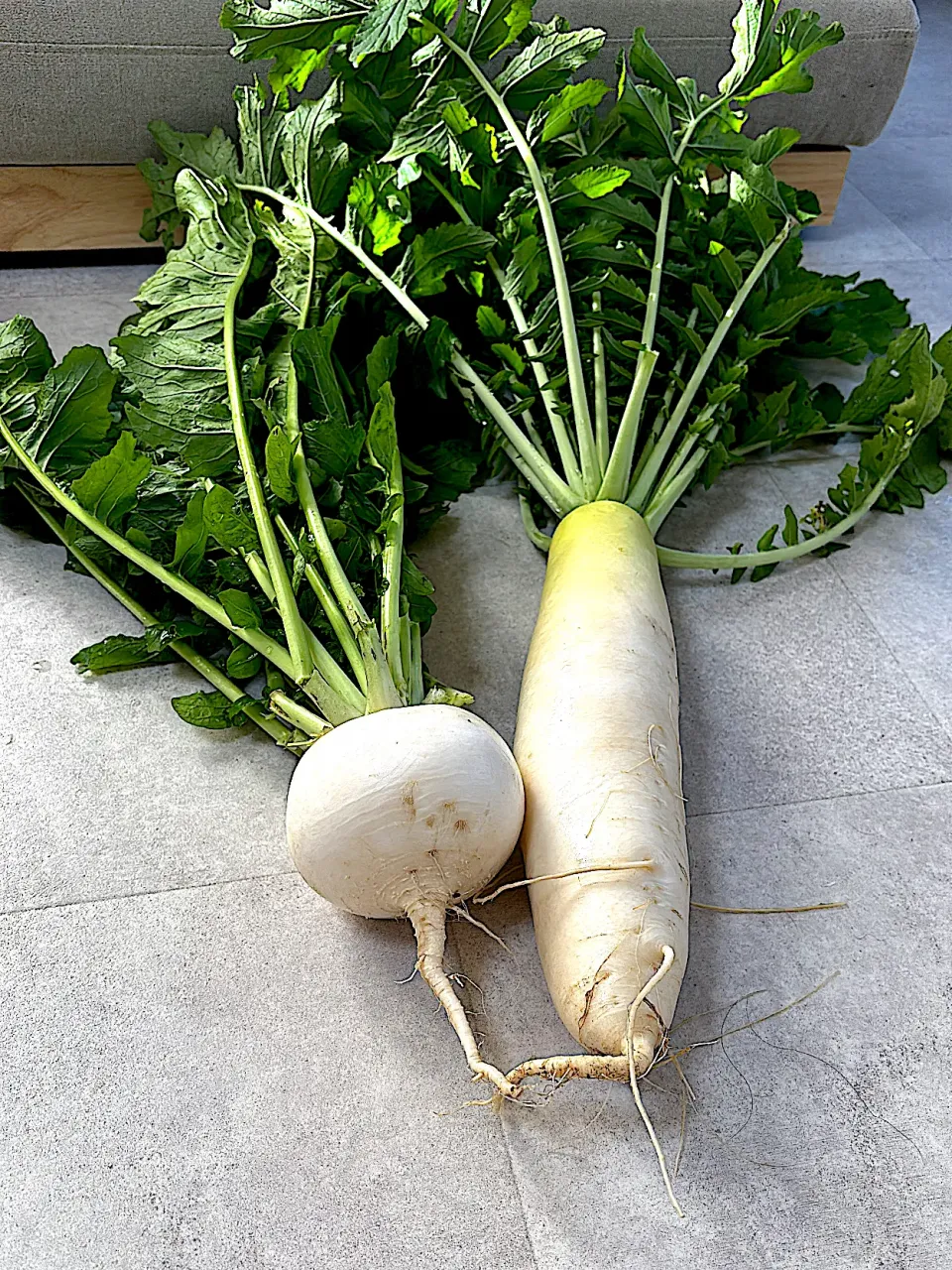蕪と大根|みゆぞうさん