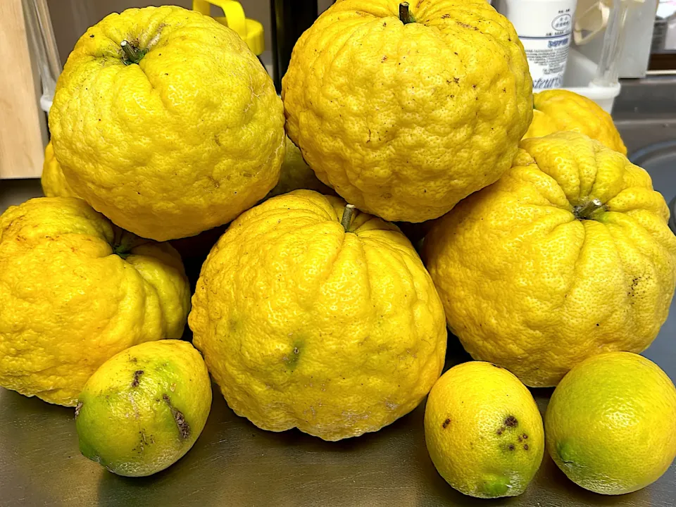 鬼柚子|ふくぷくさん