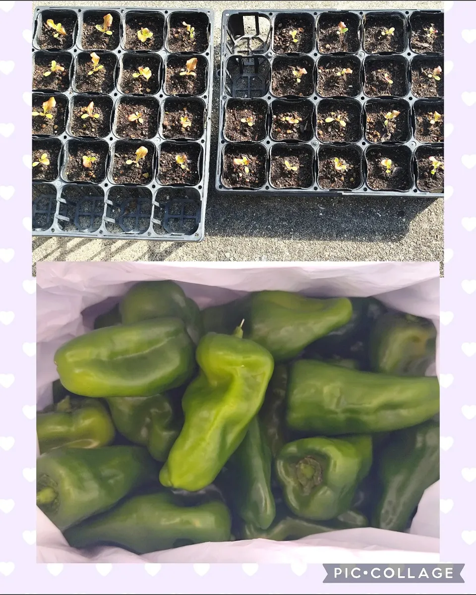 朝一実家へ。貰った父作ピーマンとまだ小さなサニーレタス|m.rafuさん