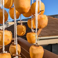 今年も 干し柿作り|とだともさん