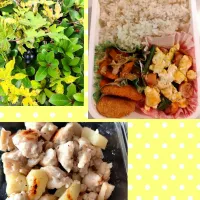 今日の旦那さん弁当、朝ごはんおかず一品、散歩で見つけた実