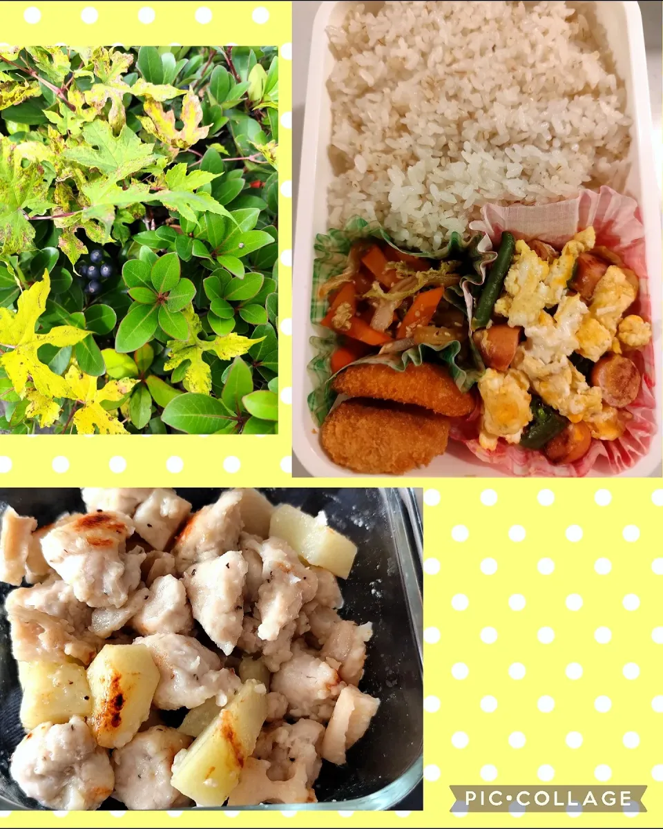 今日の旦那さん弁当、朝ごはんおかず一品、散歩で見つけた実|m.rafuさん