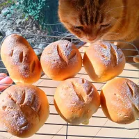 プチソフトフランスパン🥐日向ぼっこしながらいただきます😺| さくらんぼさん