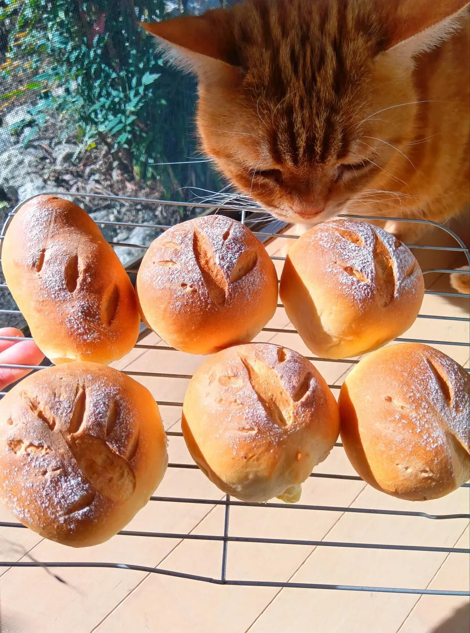 プチソフトフランスパン🥐日向ぼっこしながらいただきます😺|さくらんぼさん