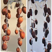 干し柿(経過)|m aさん