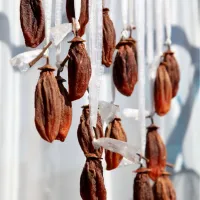 干柿20日干し完成|マユマユさん