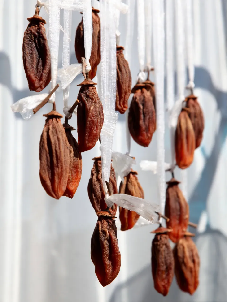 干柿20日干し完成|マユマユさん