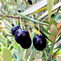 As the holiday season begins, the olives in my garden begin to ripen.|gonbenさん