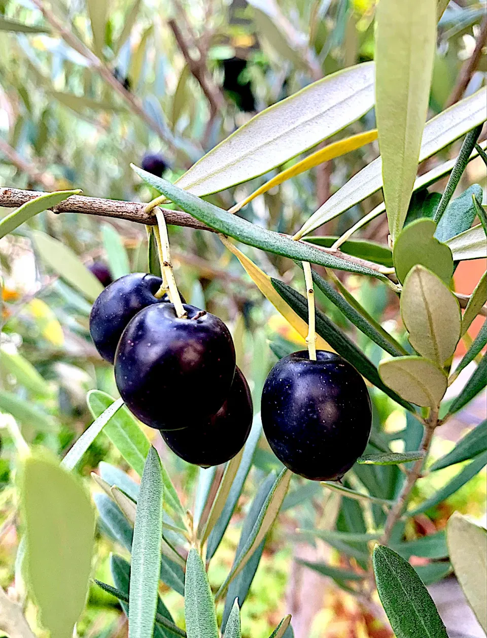 As the holiday season begins, the olives in my garden begin to ripen.|gonbenさん