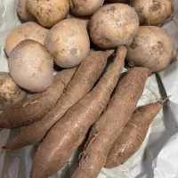 キャッサバ とじゃがいも🥔|みゆぞうさん