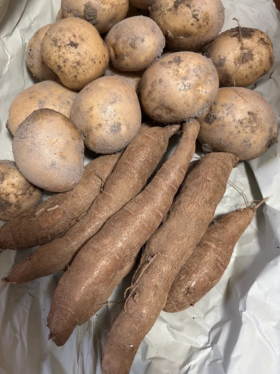 キャッサバ とじゃがいも🥔|みゆぞうさん