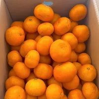 みかん|りきさん