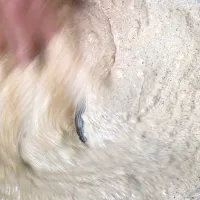 Shahi masala混ぜ混ぜ|Yukiさん