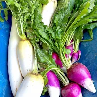 お野菜|みーこさん