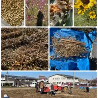 大豆の収穫（脱穀）|パンプキンさん