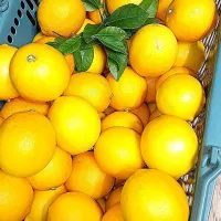 実家のレモン🍋収穫|ファンメイ🌺さん