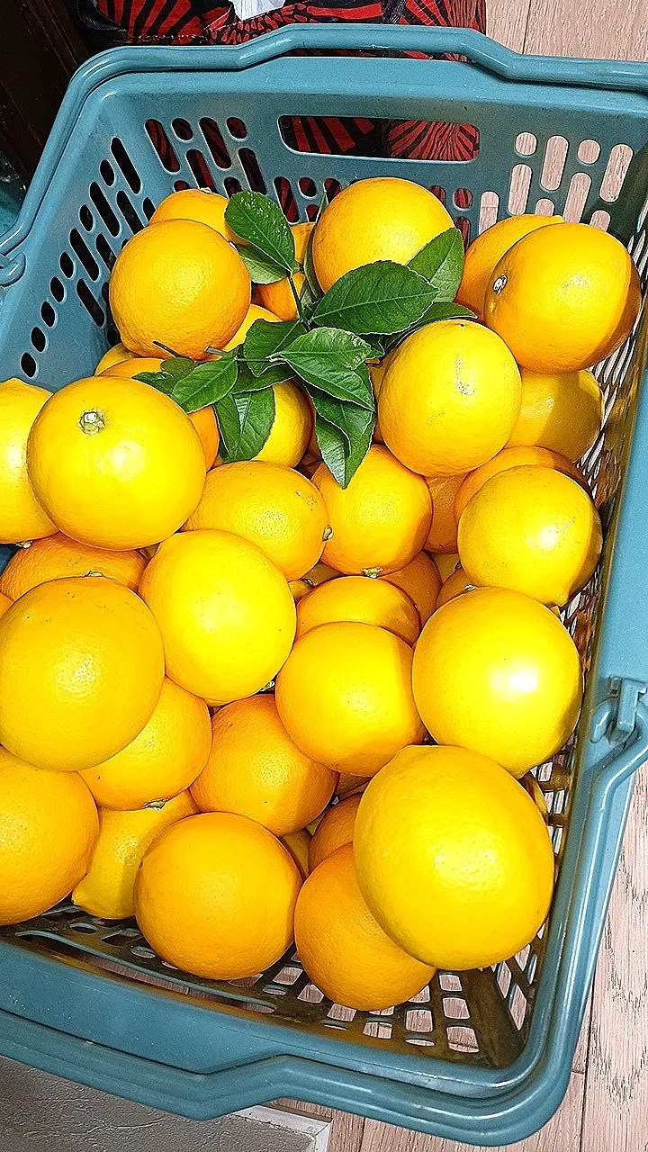 実家のレモン🍋収穫|ファンメイ🌺さん