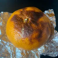 焼きみかん|そらまめさん