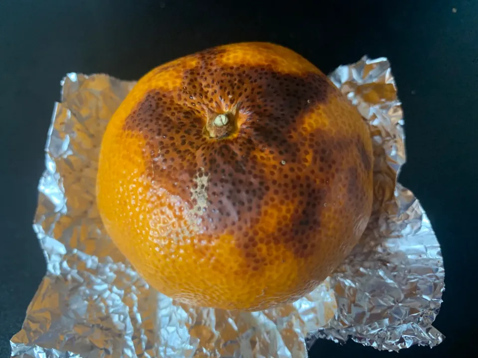 焼きみかん|そらまめさん