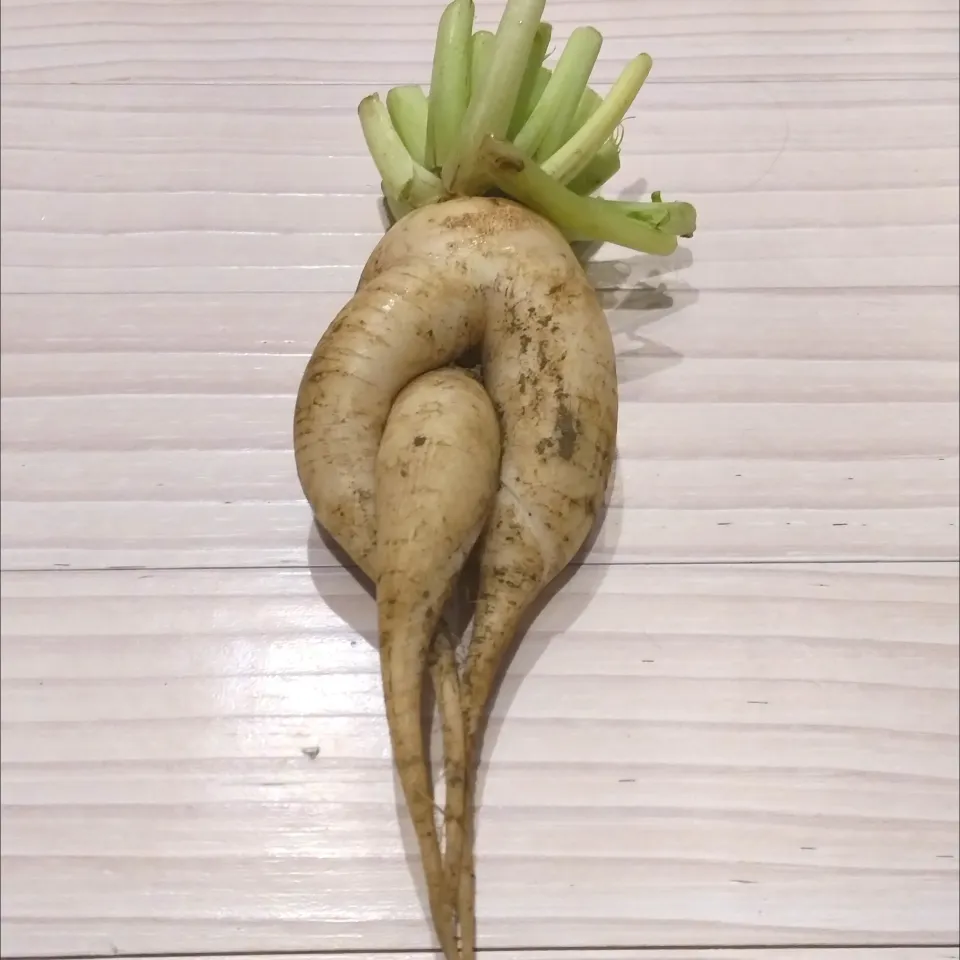 大根・人参・蓮根のきんぴら|ことちゃんさん